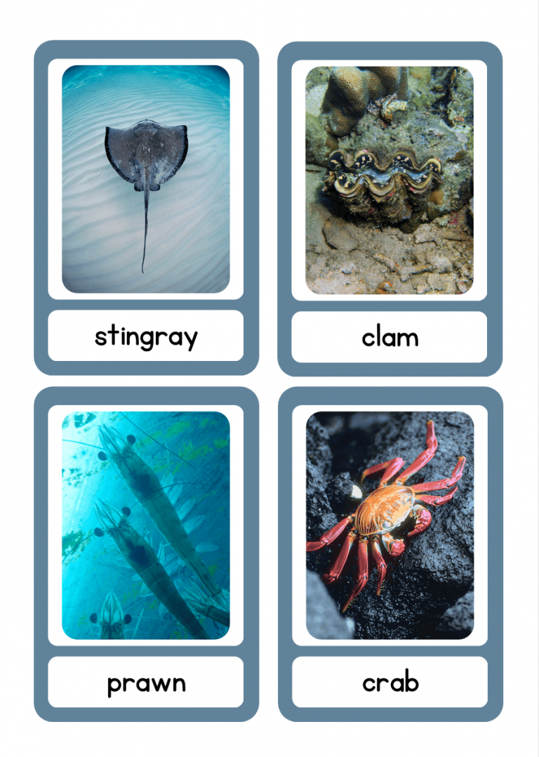 Sea Animals Flashcards for Kids – ESL & Preschool Learning (Ages 3–7 ...